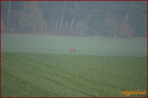 Nordseecup 2011